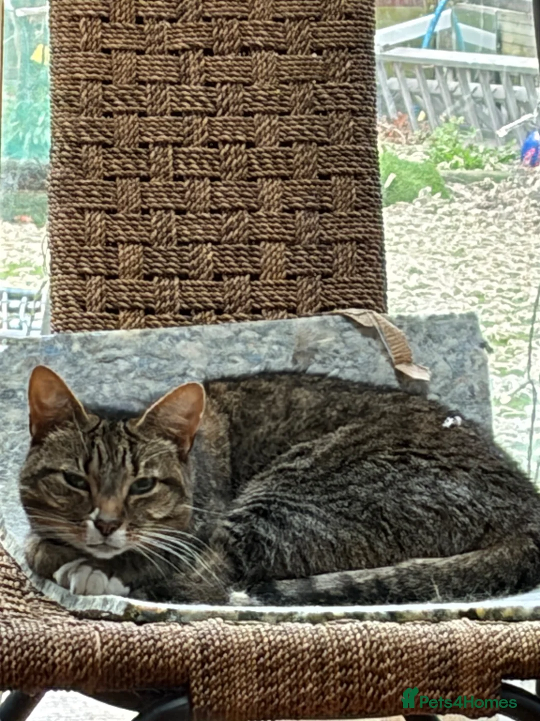 Mixed Breed cats for sale: Cookie  - Advert 2