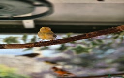 Canaries birds for sale: Canaries for sale beautiful markings  - Image 3