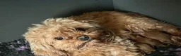 Maltipoo dogs for sale: Adorable Maltipoo Puppies Puppies available - Advert 2