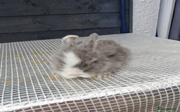 Lionhead rabbits for sale: lionhead bunnies  - Image 8