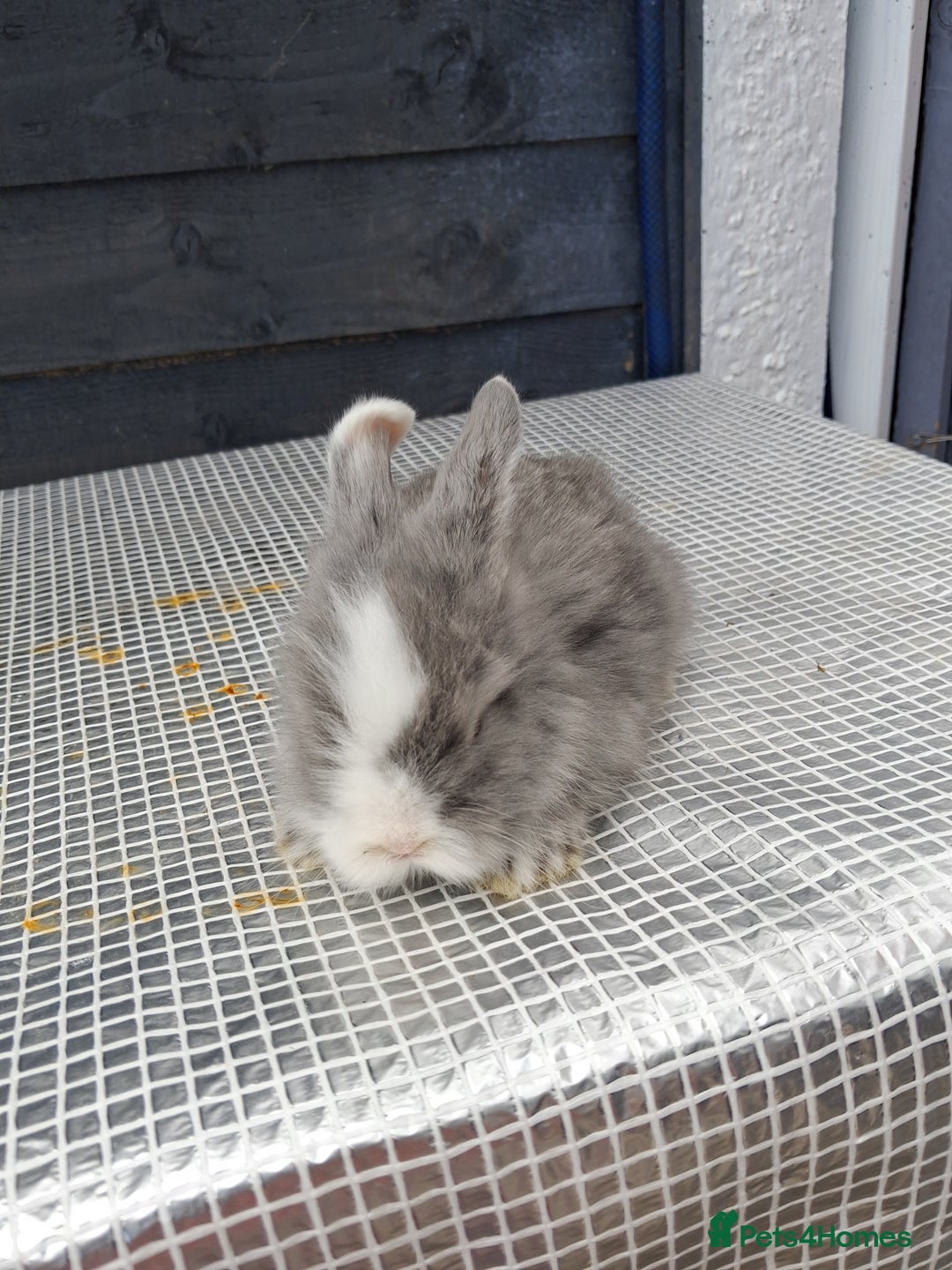 Lionhead rabbits for sale: lionhead bunnies  - Image 8