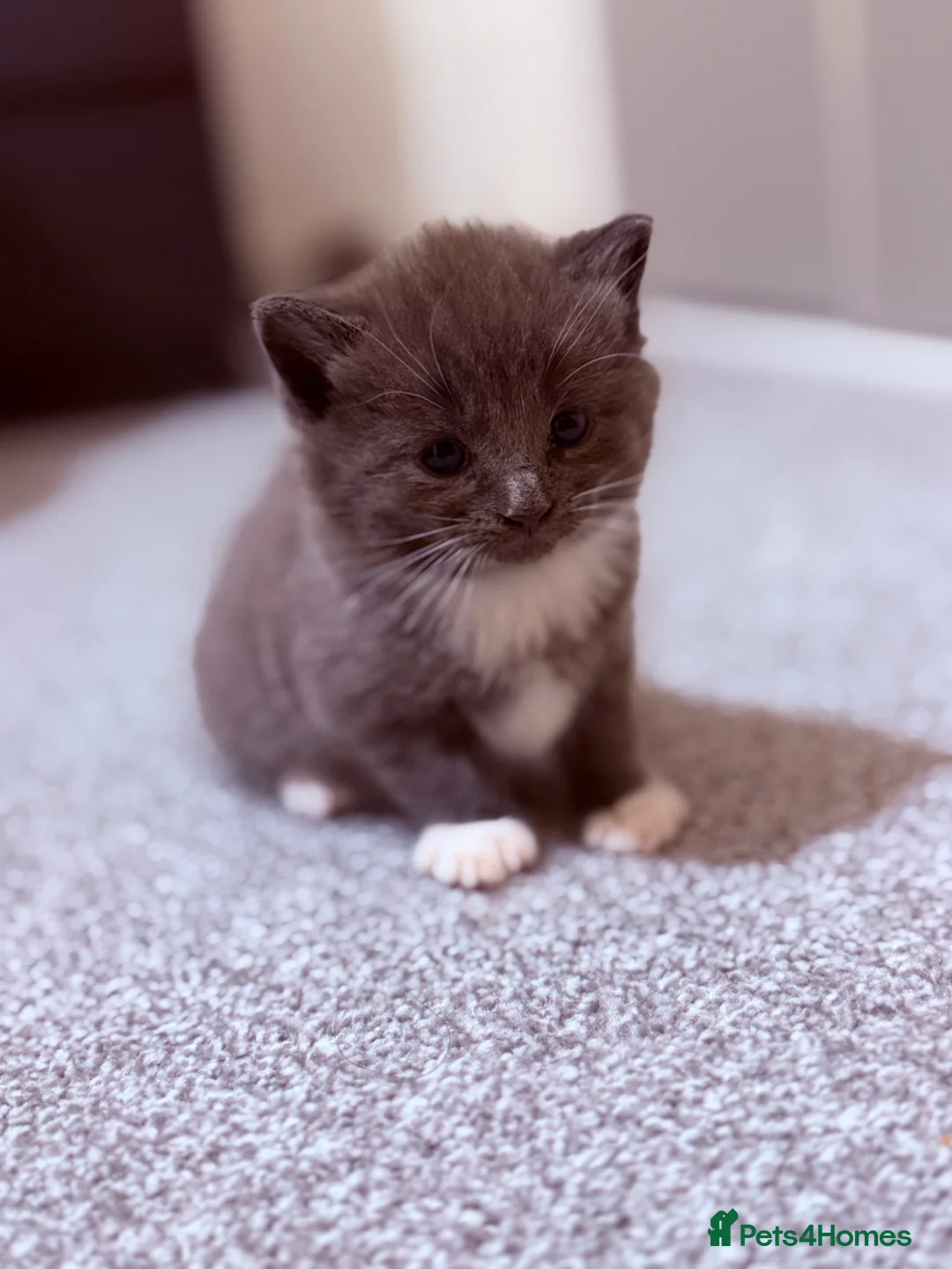 Mixed Breed cats for sale: Beautiful kittens available  - Advert 16