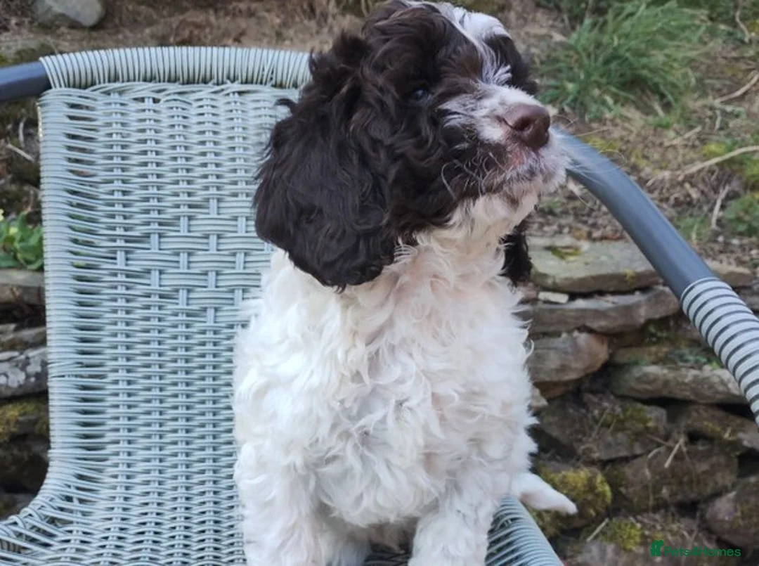 Cockapoo dogs for sale: Cockapoo puppies in Manchester - Advert 6