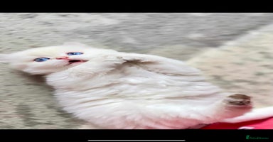 British Longhair cats - Advert 6