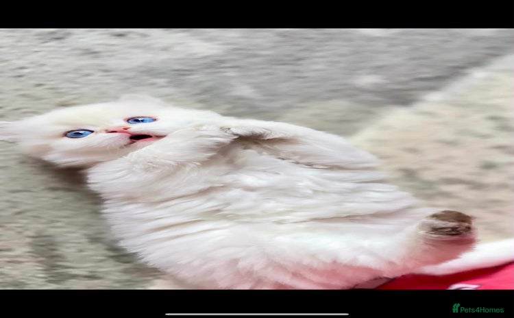 British Longhair cats - Advert 3