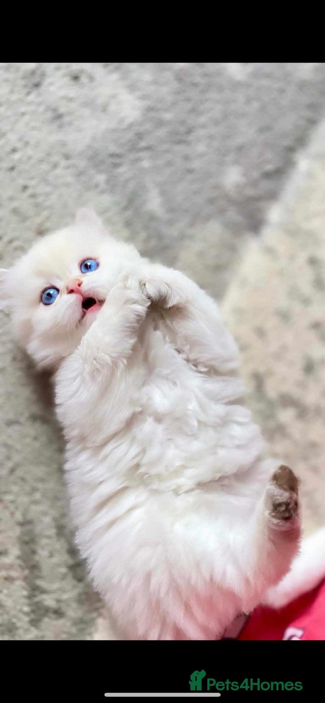 British Longhair cats for sale: 🐾🤩❤️Gold Angels - tiny stars 🐾❤️🐱 - Image 39