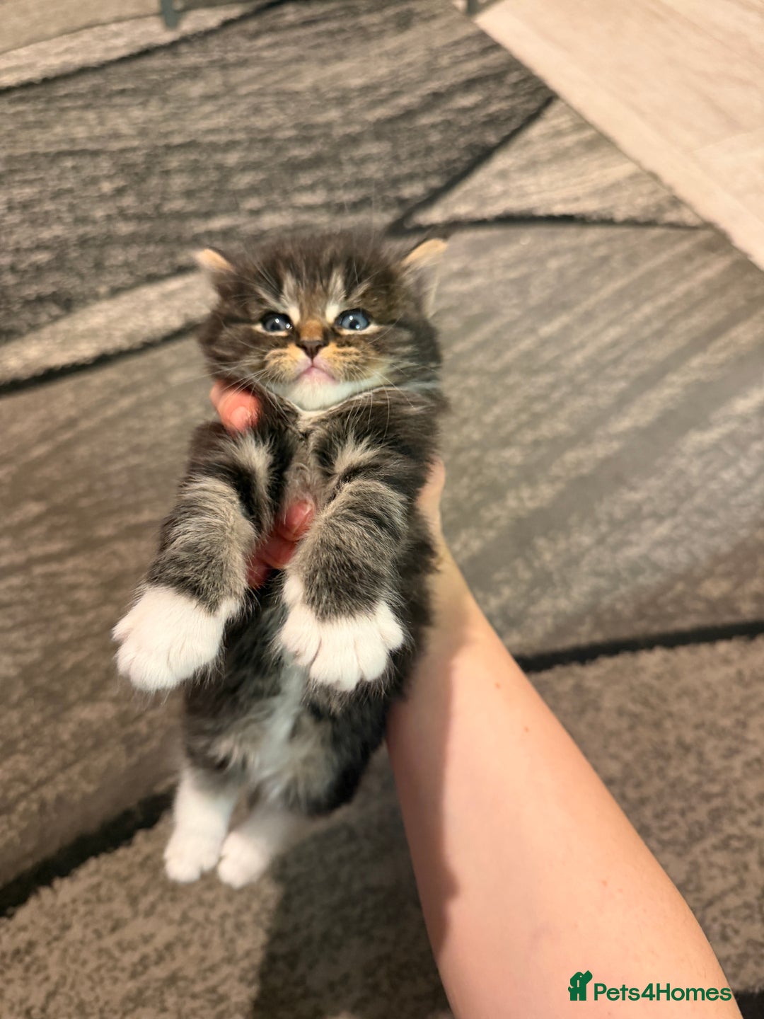 Domestic Shorthair cats for sale: Adorable Kittens - Advert 5