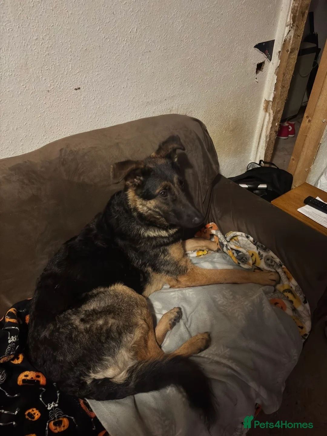 Mixed Breed dogs for sale: German sheppadoodle open to offers, need gone asap - Advert 3