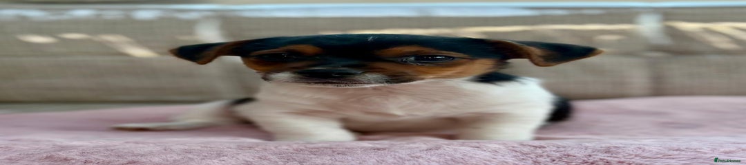 Jack Russell Puppy 1