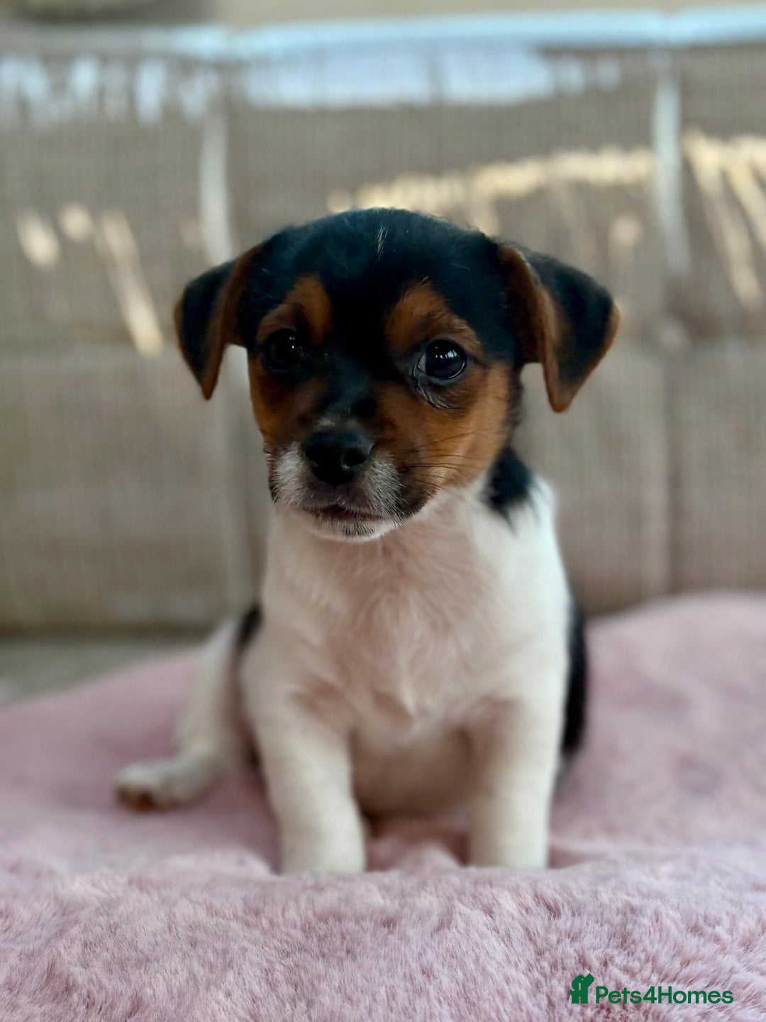 Jack Russell dogs for sale: Traditional Miniature Jack Russell Puppies! - Advert 30