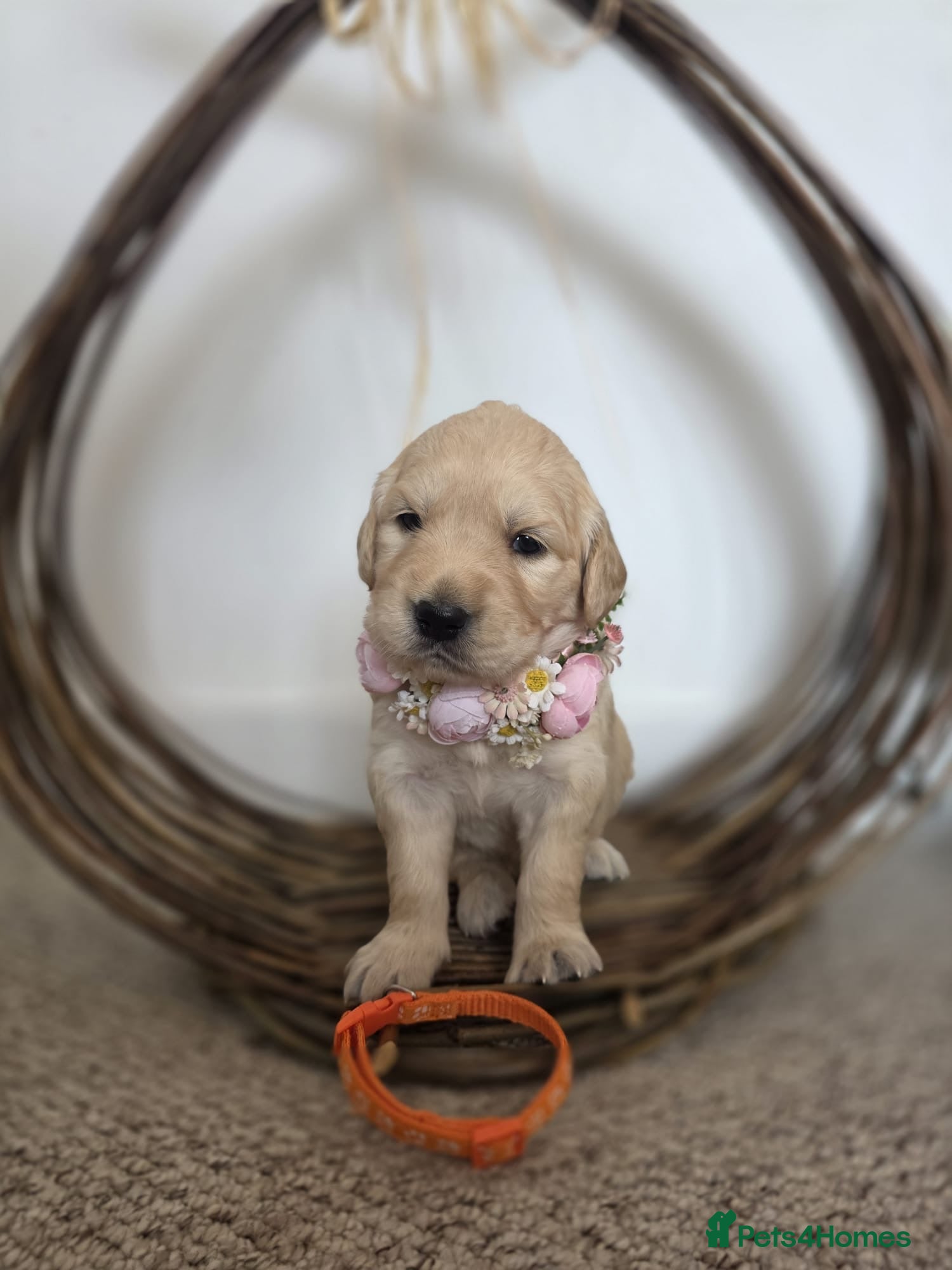 Golden Retriever dogs Beautiful Golden Retriever puppies ✨ - Advert 1