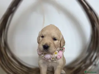 Golden Retriever dogs Beautiful Golden Retriever puppies ✨ - Advert 4