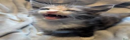 Persian cats for sale: Persian x kittens  - Advert 9