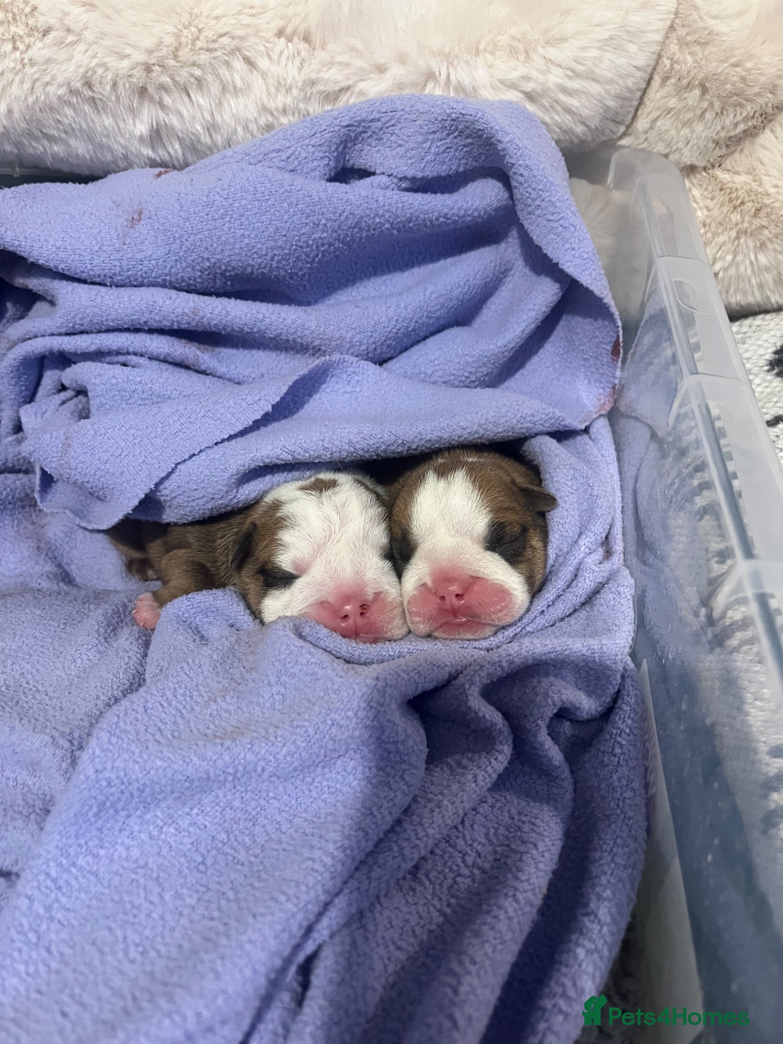 English Bulldog dogs dad gold mum silver health tested 1 boy & 1 girl - Advert 3