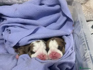 English Bulldog dogs dad gold mum silver health tested 1 boy & 1 girl - Advert 5