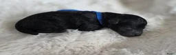 Cavapoo dogs for sale: F1 Toy cavapoos  - Advert 5