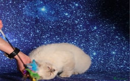 British Shorthair cats for sale: Retired Tica registered British shorthair females  - Image 6