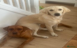 Labrador Retriever dogs for sale: Labrador retriever and Golden retriever  - Image 3