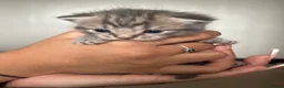 Mixed Breed cats for sale: 4 beautiful kittens looking for new homes  - Advert 6