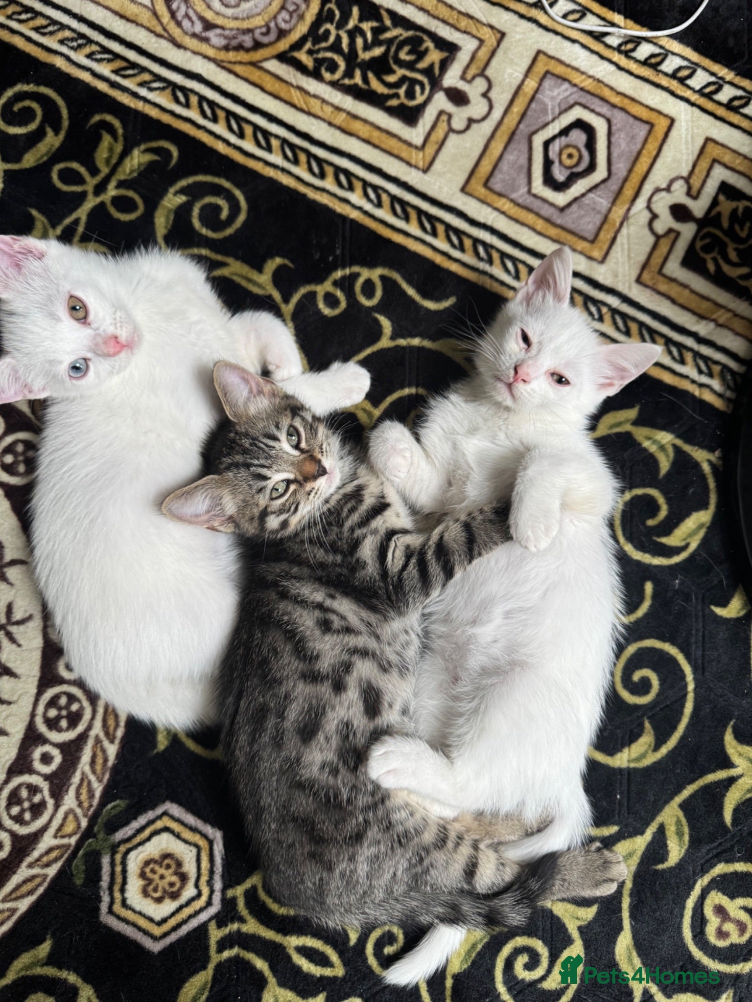 Mixed Breed cats A Beautiful Kitten Looking for Loving Homes - Advert 2