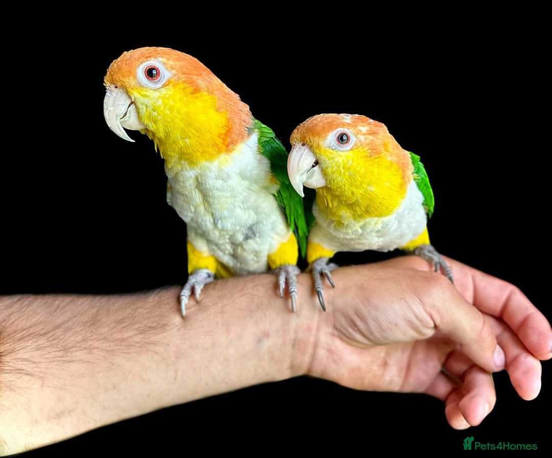 Mixed Breed birds for sale: Available Birds and Parrots - Image 14