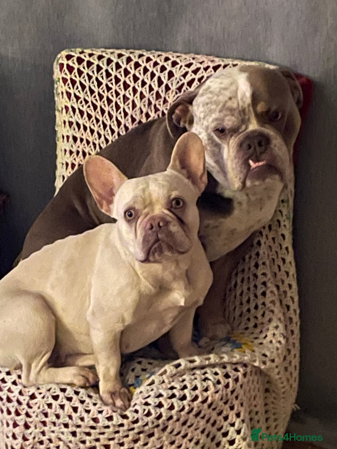 Dorset Olde Tyme Bulldogge dogs for stud: Brock - Image 7