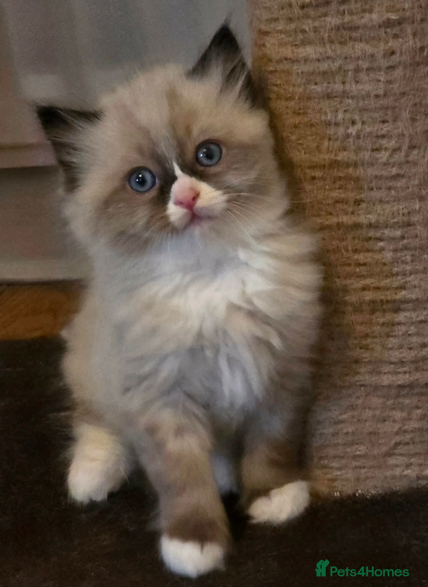 Ragdoll cats Gorgeous boys ready for new home!! - Advert 17