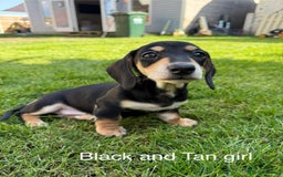 Miniature Dachshund dogs for sale: KC Reg Miniature Dachshund Puppies ✨READY NOW✨ - Image 20