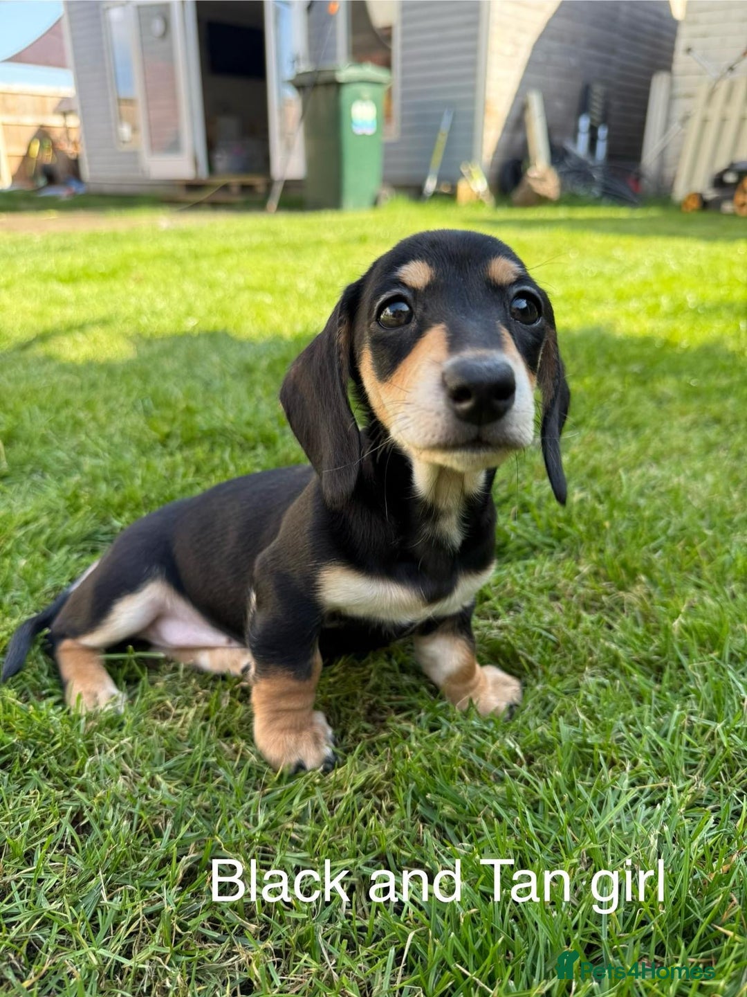 Miniature Dachshund dogs for sale: KC Reg Miniature Dachshund Puppies ✨READY NOW✨ - Image 20