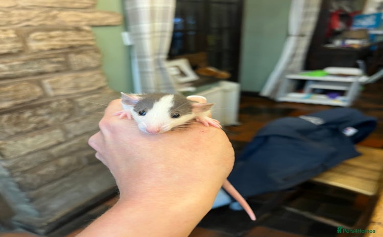 Rat rodents - Advert 1