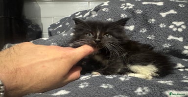 Maine Coon cats XXL READY 14th DECEMBER  - Advert 10