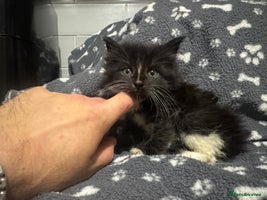 Maine Coon cats XXL READY 14th DECEMBER - Advert 3