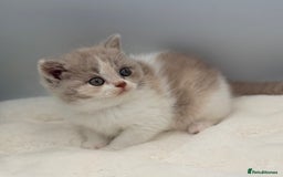 British Shorthair cats for sale: PEDIGREE REGISTERED CHUNKY BRITISH SHORTHAIRS  - Image 1