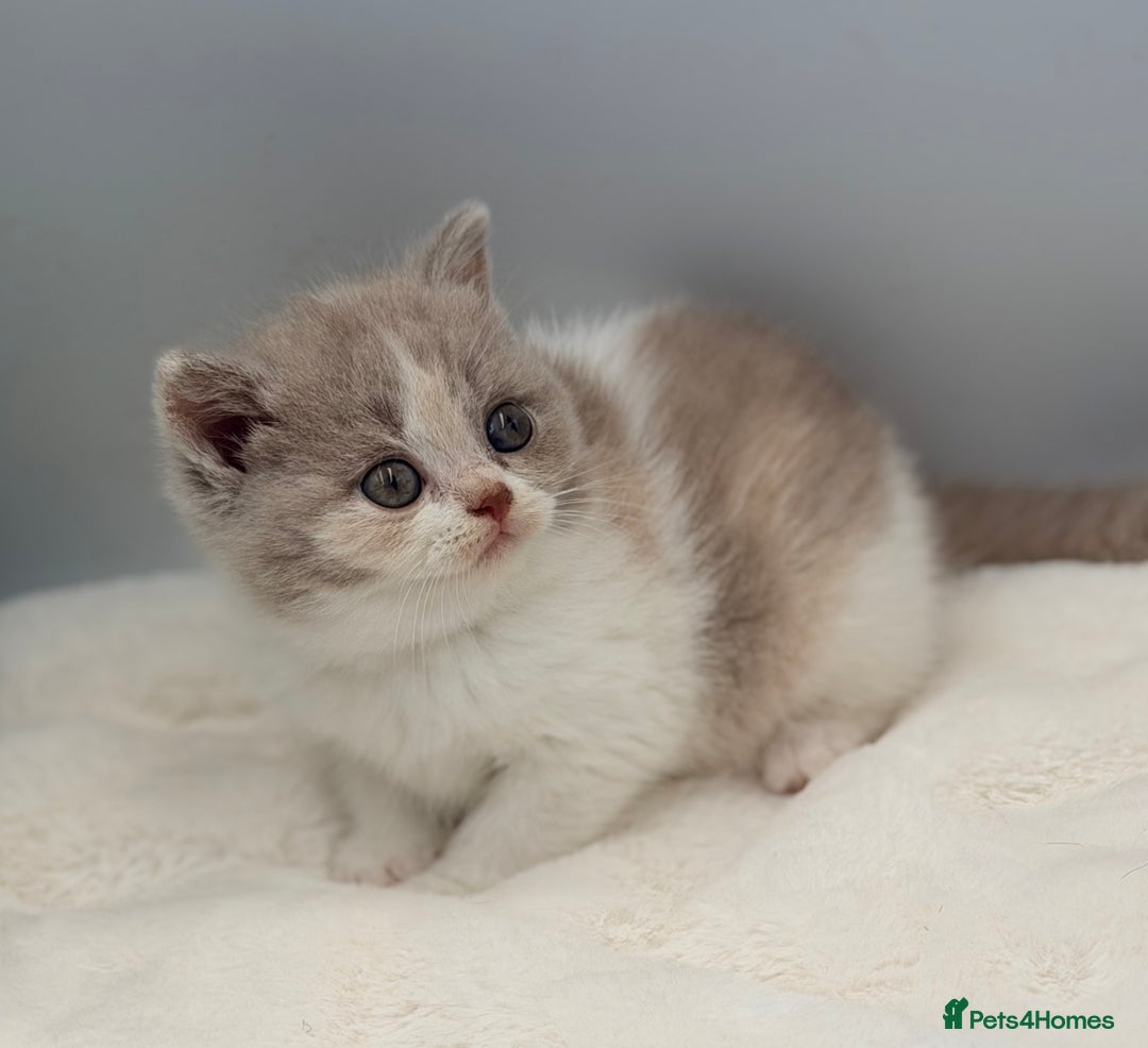 British Shorthair cats for sale: PEDIGREE REGISTERED CHUNKY BRITISH SHORTHAIRS  - Image 1