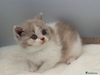 British Shorthair cats - Advert 35