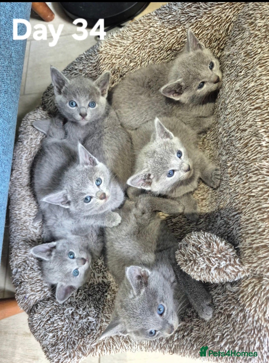 Russian Blue cats 5 girls and 2 boys Russian Blue - Advert 1