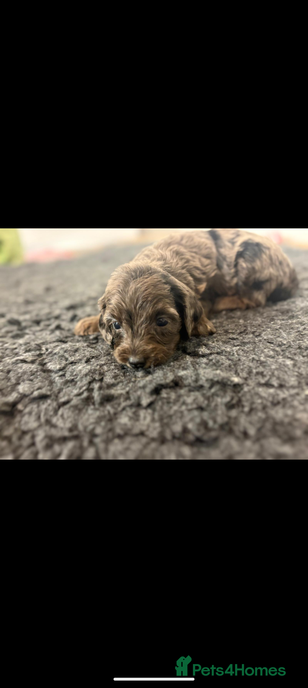 Cavapoochon dogs for sale: Rare Cavapoochons Home Raised PRA clear - Advert 34