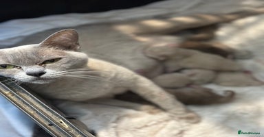 Burmese cats - Advert 10