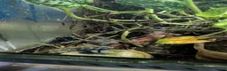 Frog reptiles for sale: Exo Terra Mature Bio Setup Group of 4 tinc Oyapok in Huddersfield - Advert 6