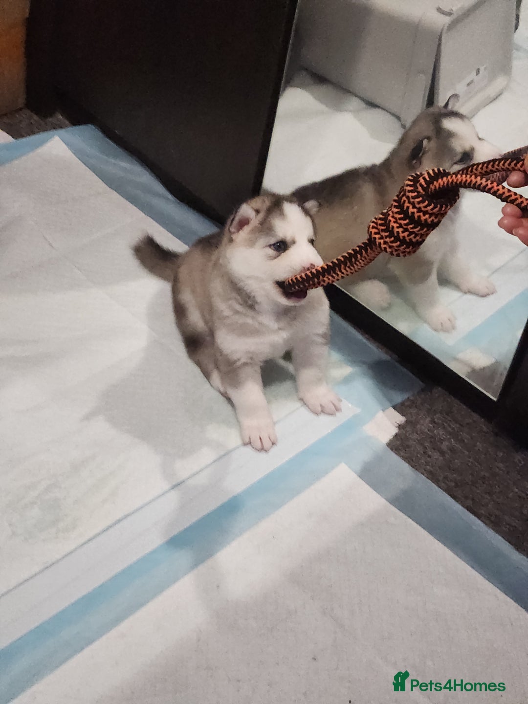 Siberian Husky dogs for sale: Syberian Huskies Male and Female - Image 12