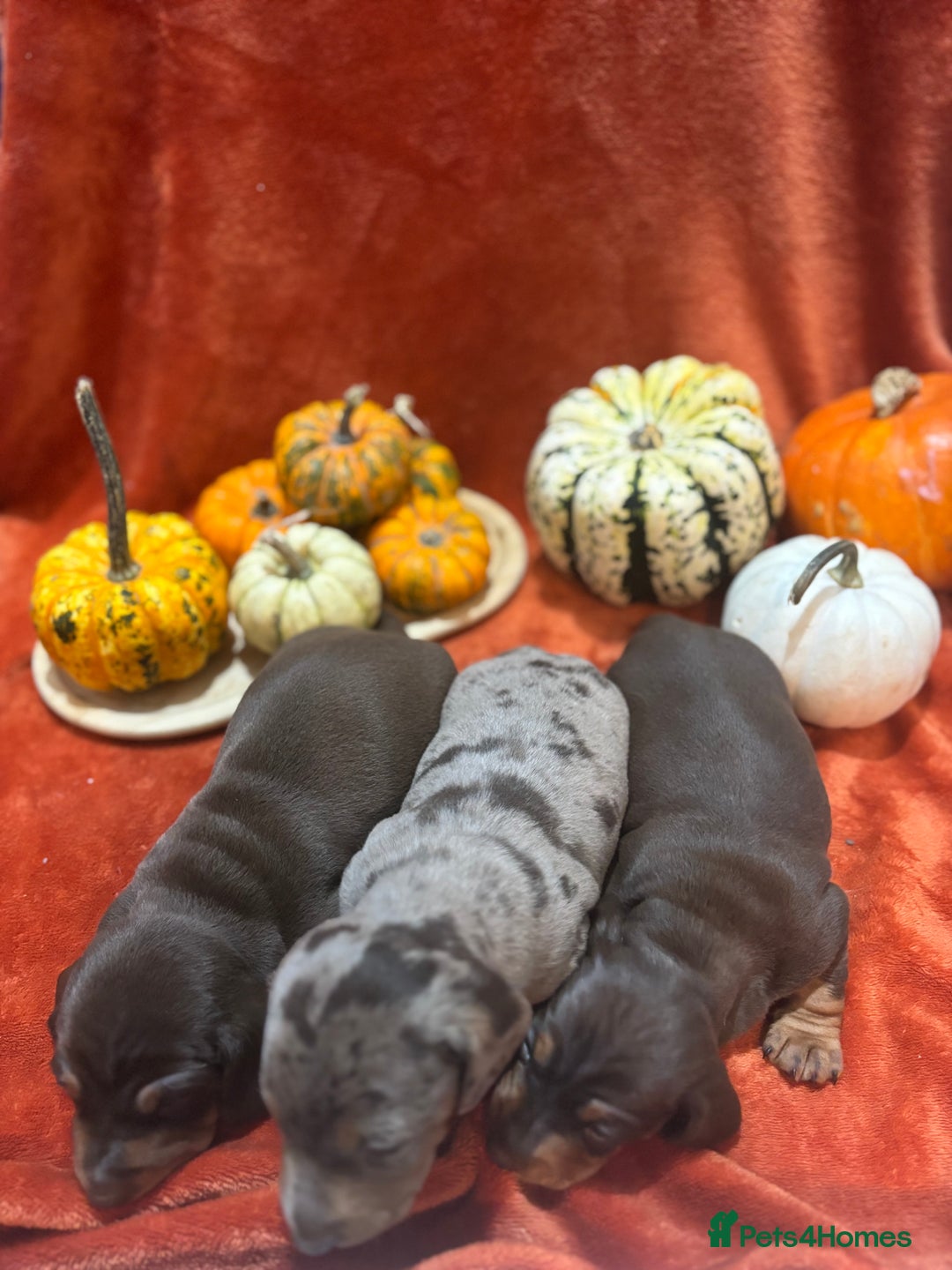 Miniature Dachshund dogs for sale: Miniature dachshund  - Image 6