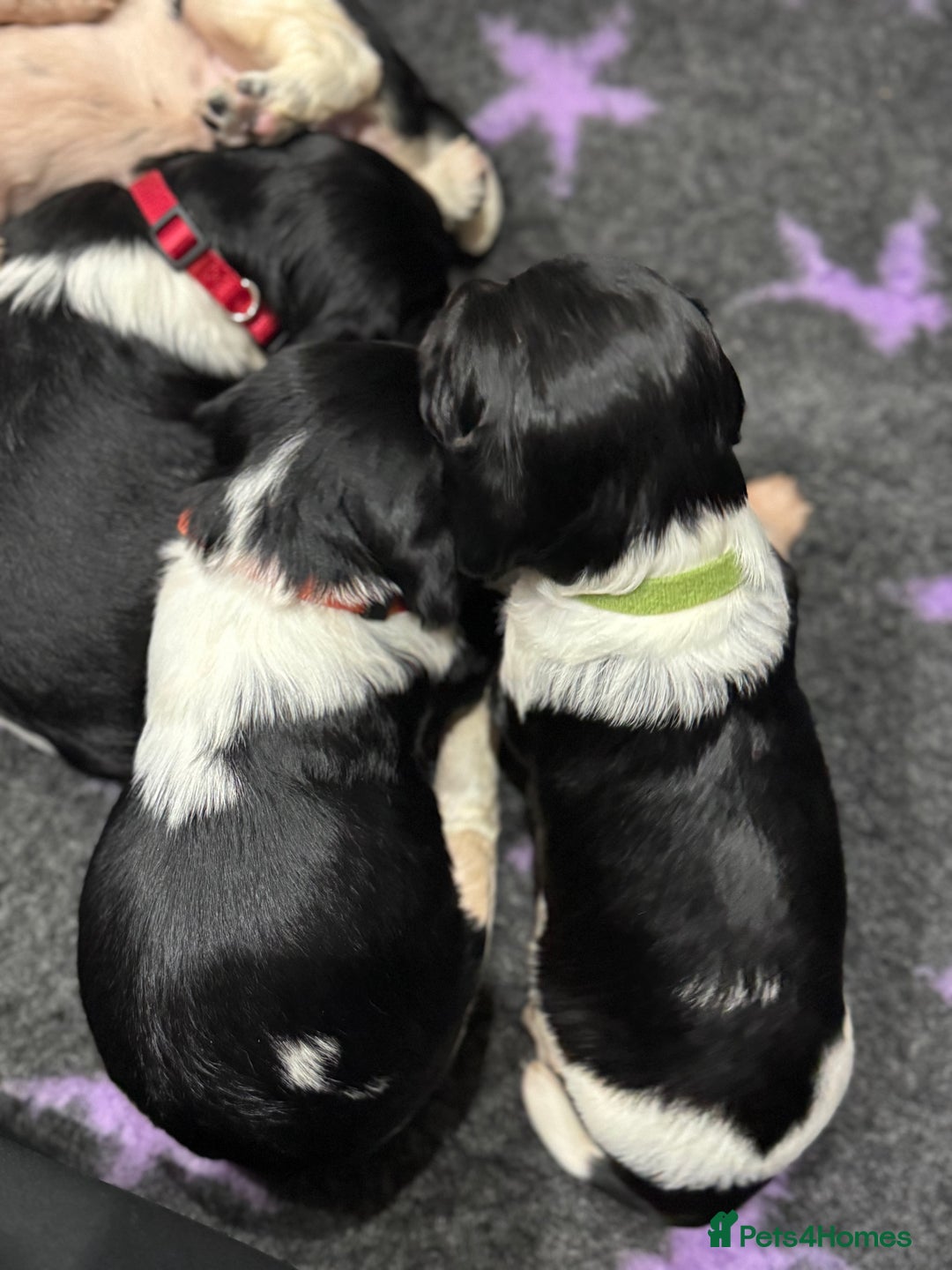 English Springer Spaniel dogs for sale: Hip/Elbow Scored and Health Tested, KC Springers  - Advert 2