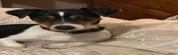 Jack Russell dogs for sale: Adorable Tri Coloured Miniature Jack Russell Pups - Advert 20