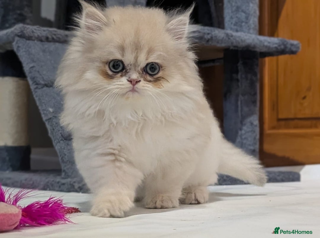 British Shorthair cats for sale: One lovely girl and three handsome boys  - Image 6