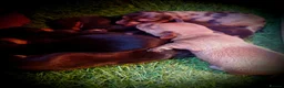 Miniature Dachshund dogs for sale: *AMAZING*QUALITY*TRUE*MINIATURE*DACHSHUNDS* in Sheffield - Advert 3
