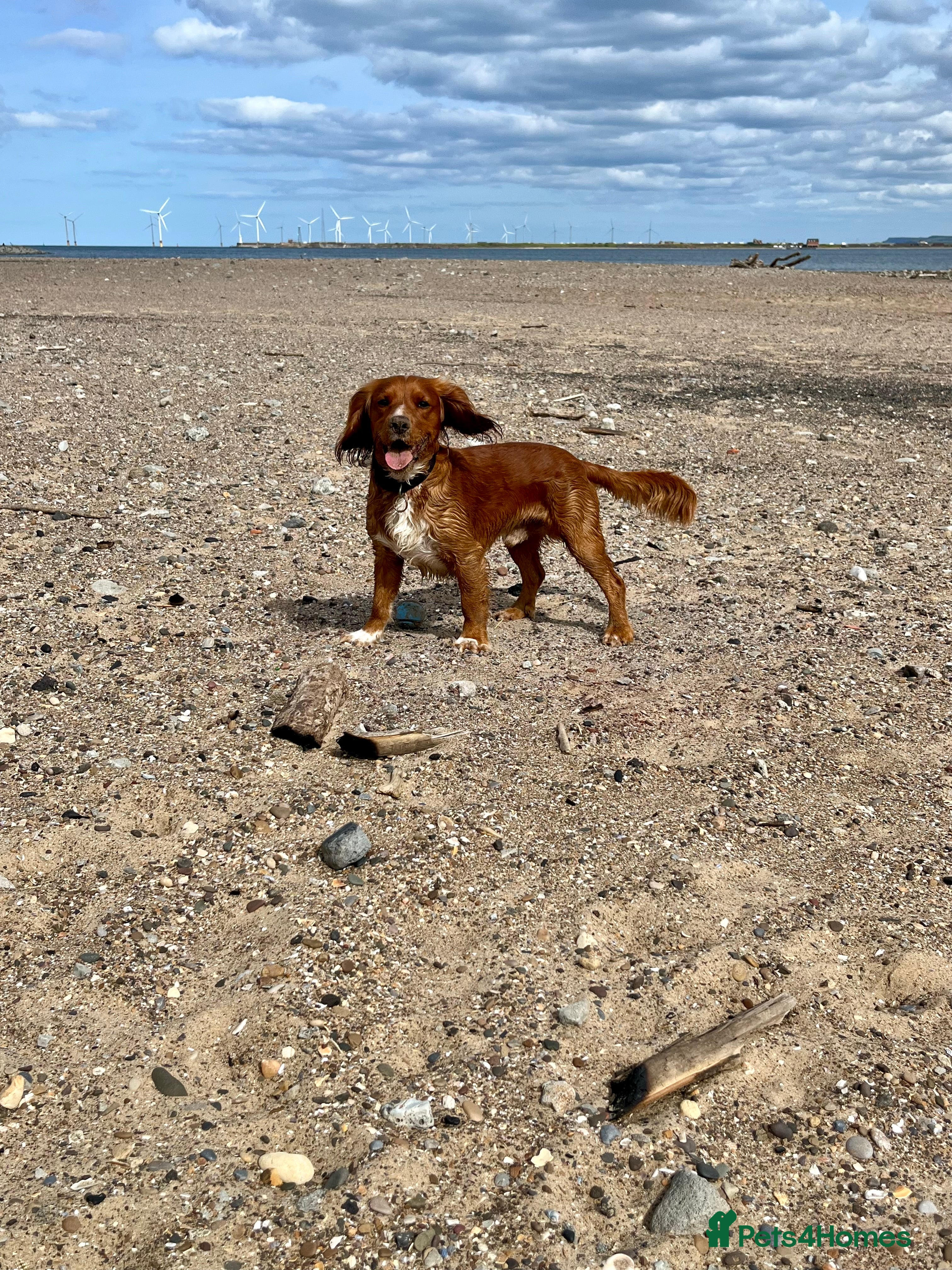 Cocker Spaniel dogs KC Registered Working Type Cocker Spaniel for Stud - Advert 1