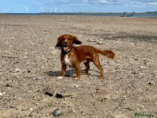 Cocker Spaniel dogs KC Registered Working Type Cocker Spaniel for Stud - Advert 1