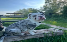 Dorset Olde Tyme Bulldogge dogs for sale: 11 month Old Tyne BullDog  - Image 3