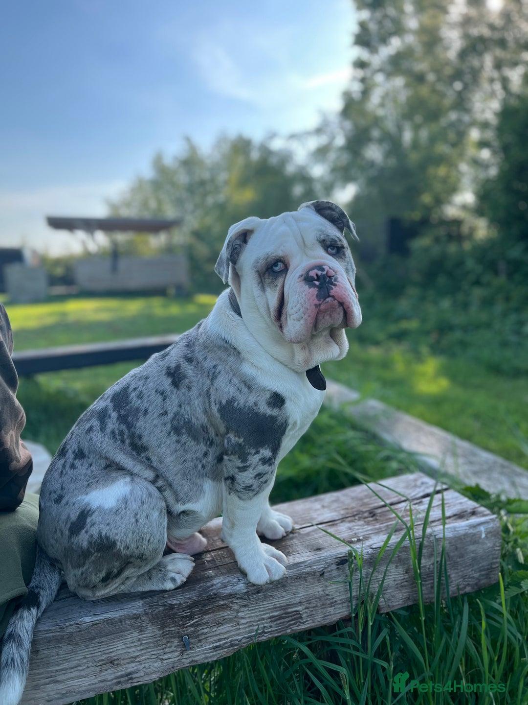 Dorset Olde Tyme Bulldogge dogs for sale: 11 month Old Tyne BullDog  - Image 3