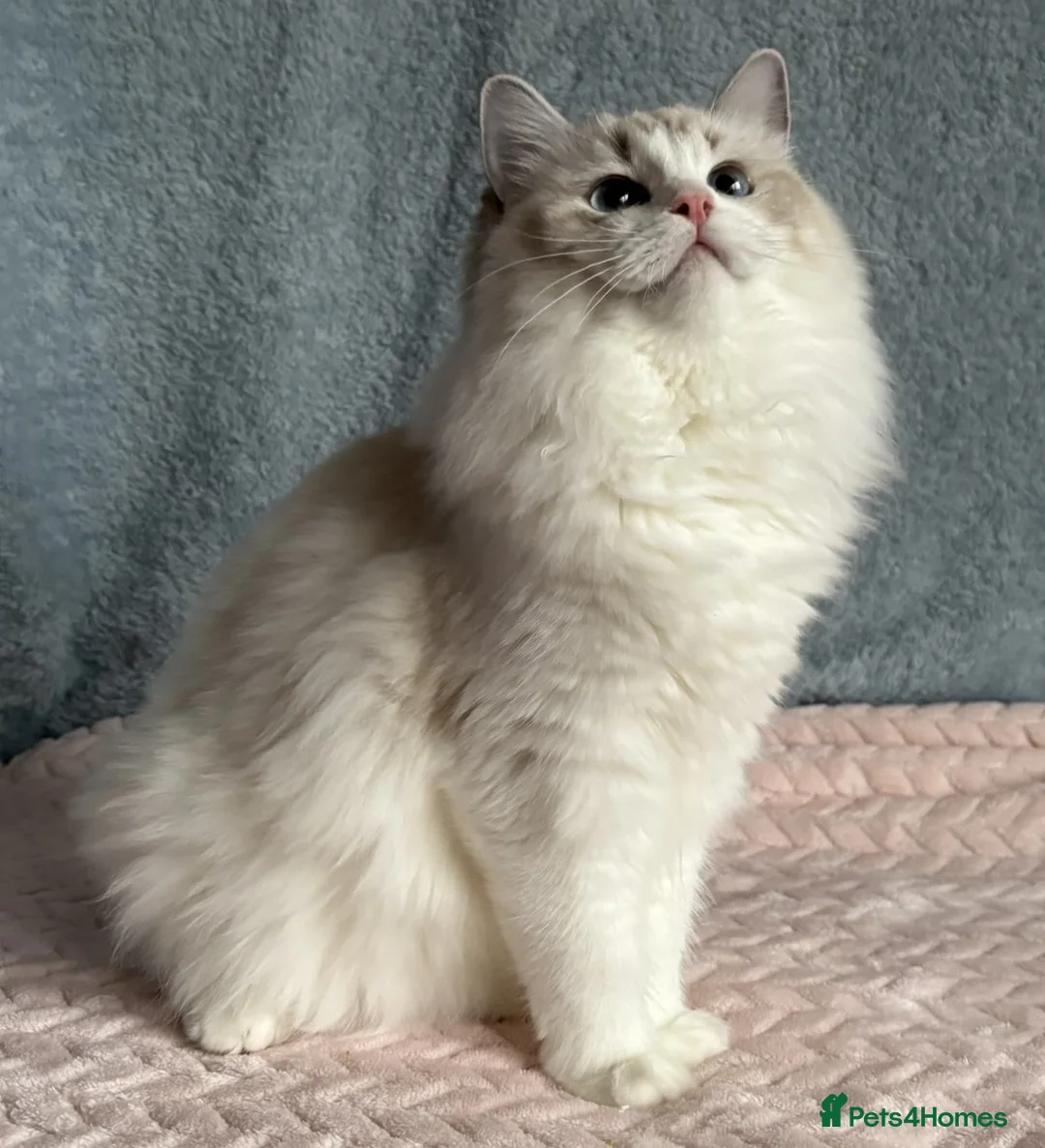Ragdoll cats for sale: Two The last Boys Pedigree Ragdoll  Available - Advert 23
